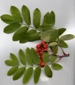 Sorbier-1.webp