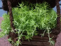 DSCF4230.webp