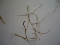 comp_rasen12.8 003.webp comp_rasen12.8 003.webp