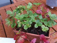DSCF4226.webp