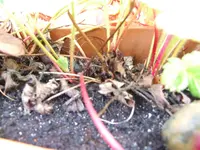 DSCF4227.webp