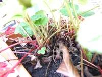 DSCF4228.webp