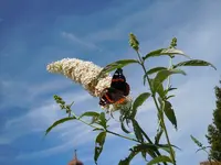 Himmlisch078.webp