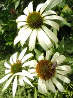 Blüten141.webp