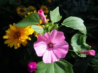 Blüten003.webp