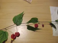 IMGP4062.webp