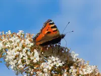 Schmetterlinge031.webp