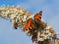 Schmetterlinge032.webp