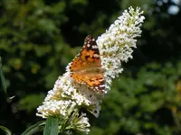 Schmetterlinge051.webp