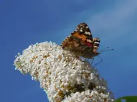 Schmetterlinge052.webp