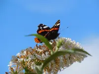 Schmetterlinge054.webp