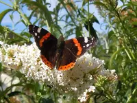Schmetterlinge055.webp