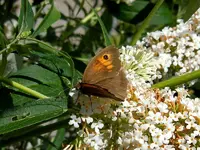 Schmetterlinge056.webp