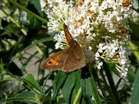 Schmetterlinge057.webp