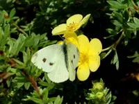 Schmetterlinge058.webp