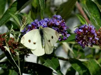 Schmetterlinge059.webp