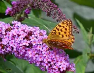 Schmetterlinge186.webp