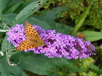 Schmetterlinge189.webp