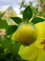 DahlienknospeWassertropfen102.webp