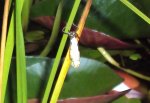 DSC02012 - 2011-08-13 - kleinlibelle beim schlupf.JPG