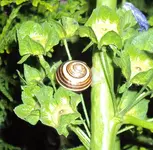 DSC02013 - 2011-08-13 - schnecken-übernachtung auf 1,80 m.webp