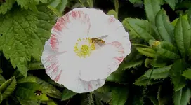 DSC01997 - 2011-08-12 - seidenmohn.webp