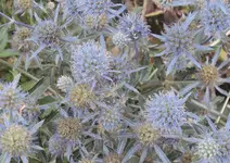 DSC01995 - 2011-08-12 -blaue edeldisteln.webp