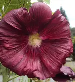 DSC01991 - 2011-08-12 - stockrose.webp