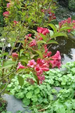 SDC12697.webp