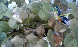 IMAG0197.webp
