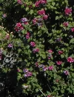 Hortensie.webp