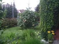 Ansicht vom Teich.13.08.2011.webp
