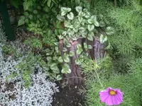 Baumstamm.13.08.2011.webp