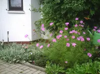 Cosmea.13.08.2011.webp