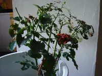 rosen-003.webp