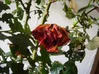 rosen-007.webp