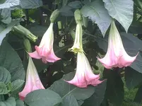 Trompetenblüten.13.08.2011.webp