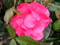SDC17770_Bildgröße ändern.webp