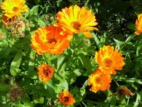 SDC17852_Bildgröße ändern.webp