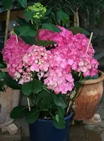 Ballhortensie Leuchtfeuer.webp