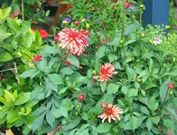 Dahlie mit massig Knospen.webp