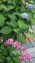 Geranie und Hortensie.webp