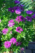 lilafarbene Bornholm-Margerite.webp