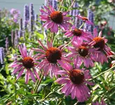 pinkfarbene Echinacae.webp
