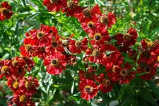 rote Kokardenblume.webp