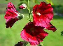 rote Stockis.webp