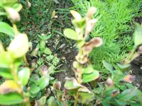 100_1032[1].webp