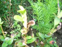 100_1034[1].webp