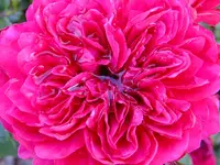 DSCF1129.webp