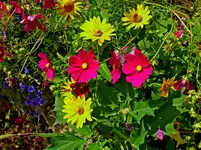 Detail des bunten Beets.webp